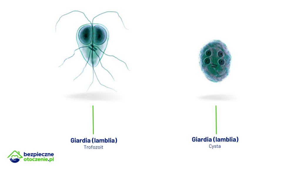 4 gyógynövény a parazitákból Giardia és szsinszyli objawy