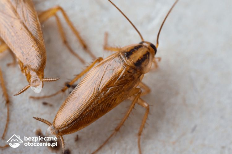 zwalczanie prusaków i karaluchów warszawa