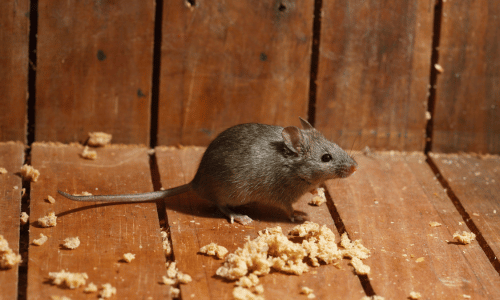 zwalczanie-myszy-ikona